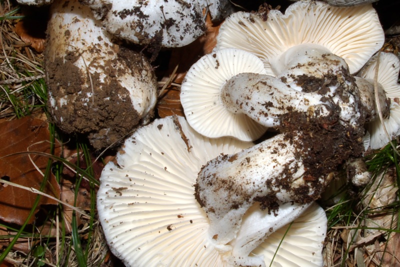 Finalmente li ho trovati.